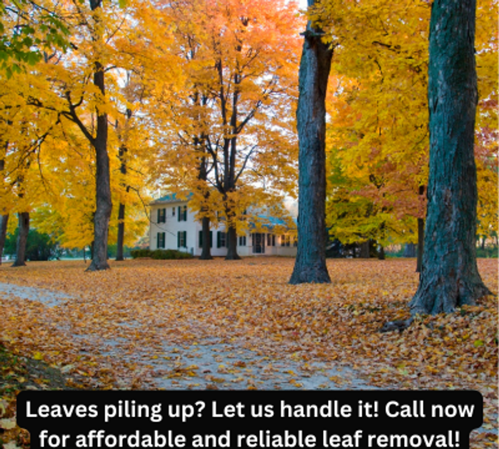 Leaf removal service graphic with a fall yard and trees